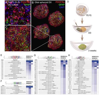 Identification and validation of novel engineered AAV capsid variants targeting human glia